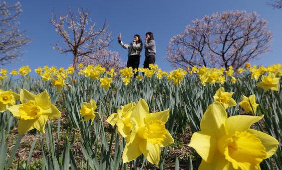 수선화와 파란 하늘