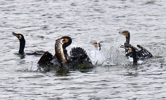 가마우지의 욕심