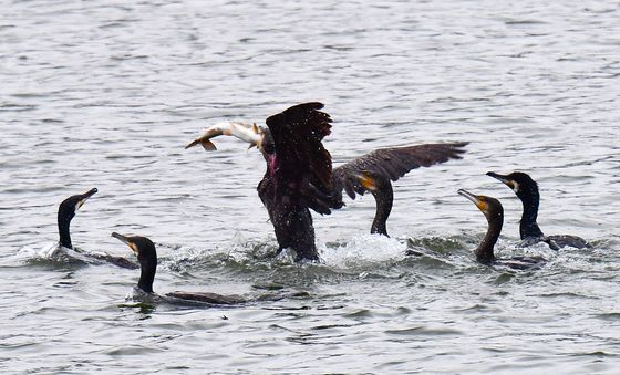 물고기 사냥하는 가마우지