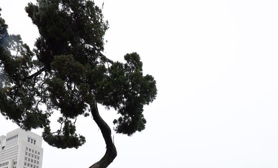 물세척하는 천년향