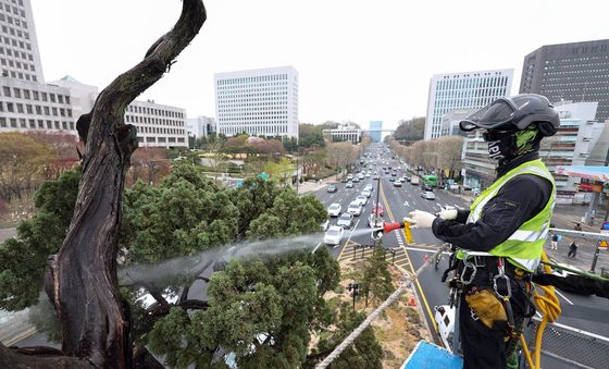 아시아 태평양 사법정의 허브 상징 '천년향' 물세척