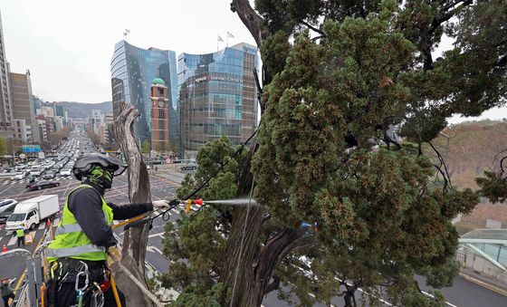 서초구, 아·태 사법정의 허브 상징 '천년향' 물세척