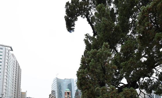 묵은 때 씻어내는 천년향