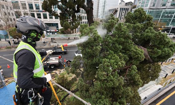 미세먼지 씻어내는 서초구 '천년향'