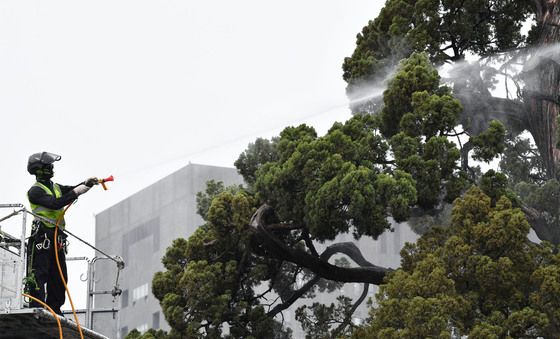 먼지 세척하는 천년향