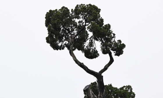 미세먼지 씻어내는 천년향