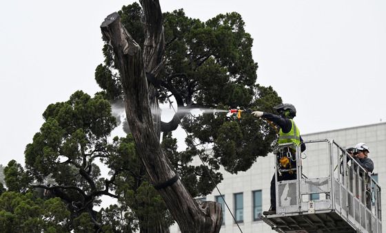 서초구, '아·태 사법정의 허브 상징' 천년향 봄맞이 목욕