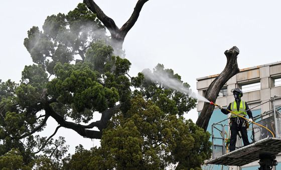 서초구, 천년향 봄맞이 물세척