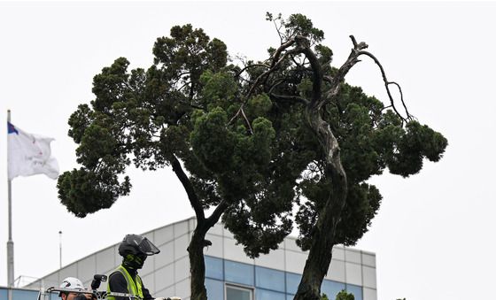 봄맞이 목욕하는 천년향
