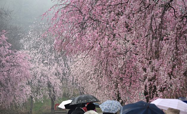 비 오는 날의 벚꽃 구경
