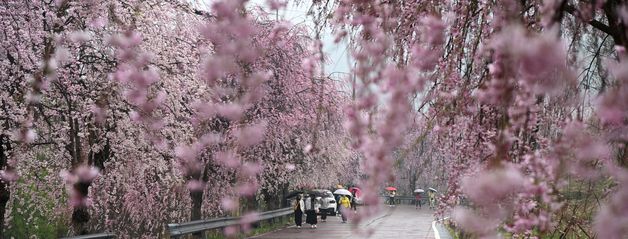 분홍빛으로 물든 능수벚꽃길