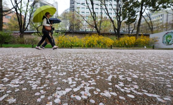전국에 봄비 '벚꽃엔딩'
