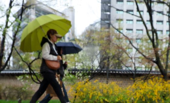 봄비에 떨어진 벚꽃잎