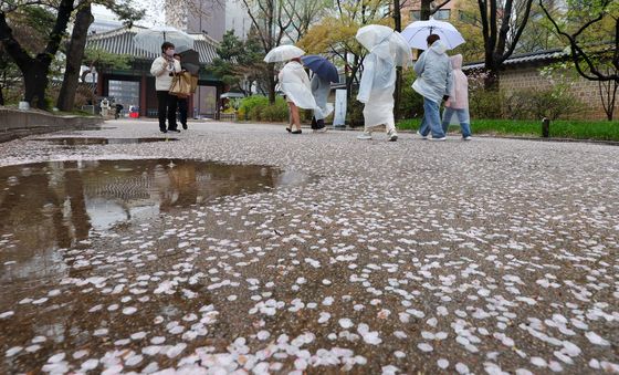 벚꽃 카펫 밟아볼까