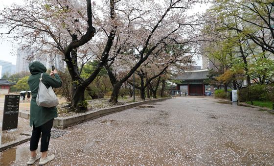 벚꽃잎 카펫 '찰칵'