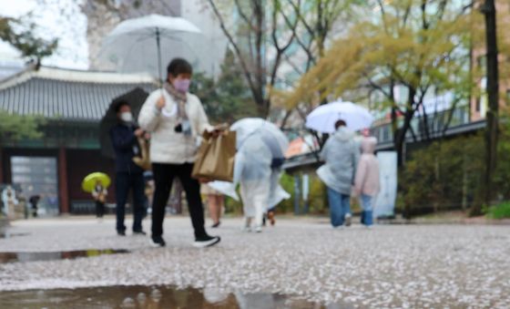 벚꽃 카펫 밟아볼까