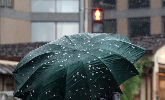 요란한 봄비에 '벚꽃 엔딩'