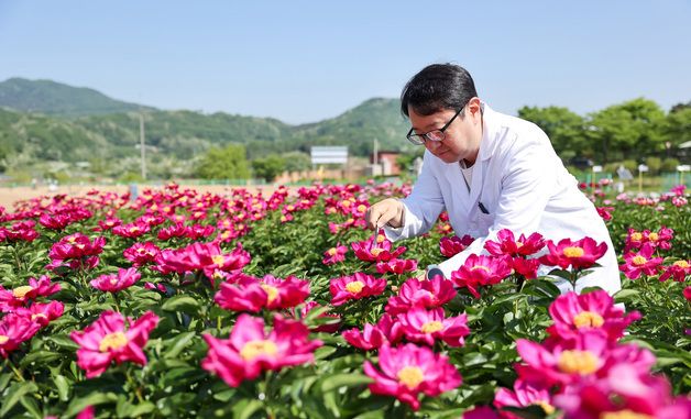 화려한 자태 뽐내는 약용 작약