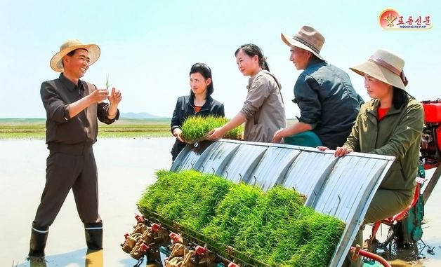 "北 안악군 복사농장, 모내기 실적 상승"