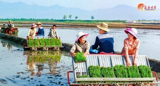 北 안악군 경지농장, 모내기 속도 높여…계획 수행