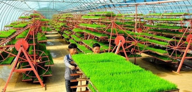 北, 강서구역 청산농장 조명…"모내기 한창"