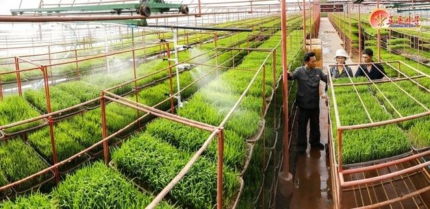 北 곽산군 모내기 실적 60% 수준…매일 계획 1.3배 수행