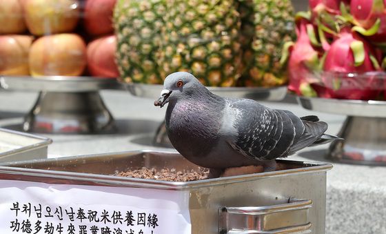 "비둘기 네 이놈"