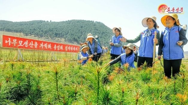 삼수군당 일꾼 가족들, 모체양묘장 나무모 관리 참여