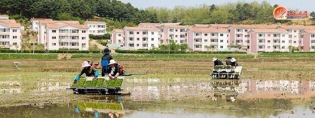 평안북도 모내기 75% 돌파…각지서 연일 계획 초과 달성