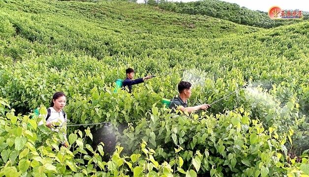 강서잠업관리소 고치 생산 확대…기술 도입 성과