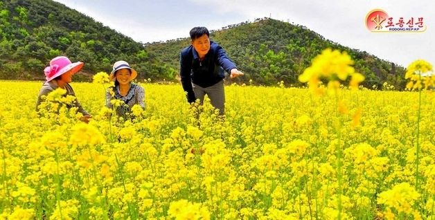 북한, 황해북도 '기름작물 재배 면적' 확대