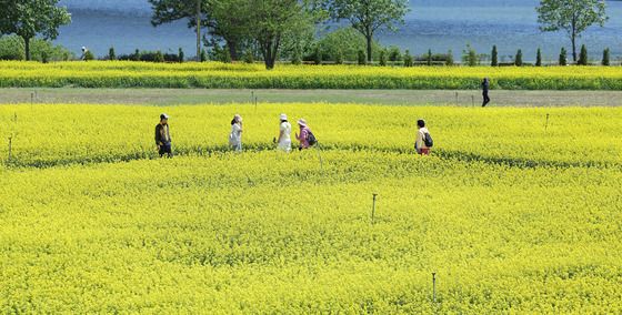 유채꽃 만개한 구리한강공원