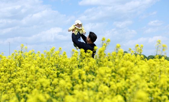 동심 사로잡은 유채꽃