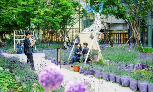 라벤더 정원으로 변신한 원그로브