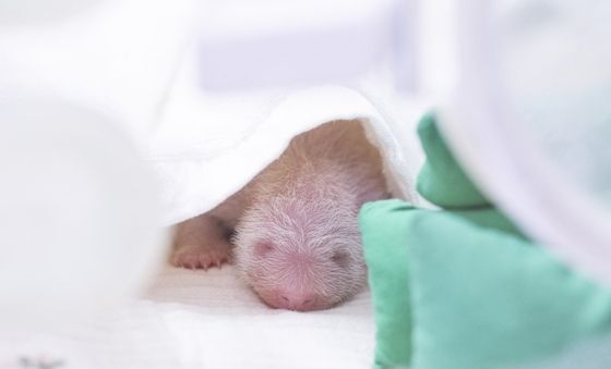 아이바오, 푸바오·루이·후이 이은 '넷째 딸' 탄생