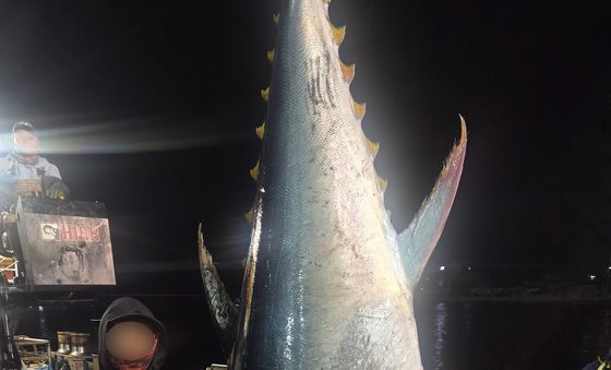 참치 한 마리 무게가 130kg