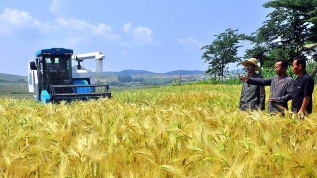 북한, 밀·보리 수확 시작…"치밀하게 진두지휘해야"