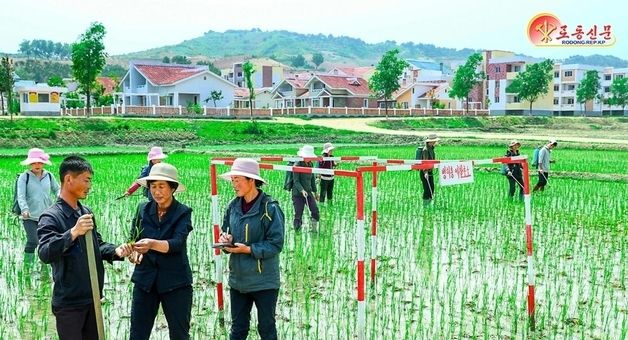 北, 각종 경제현장 성과 조명…"논벼 비배관리 힘쓰는 함주군 추상농장"
