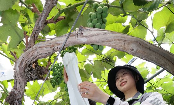 수원도시공사, 포도농가 봉사활동 실시