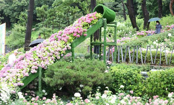 초여름 만발한 수국 동산
