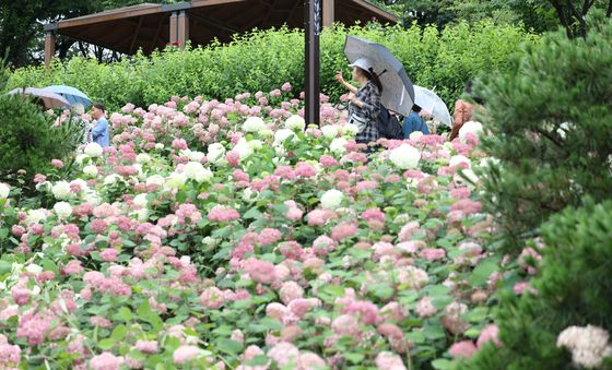 수국의 향연