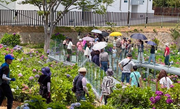 울산 장생포 수국 축제 '북적'