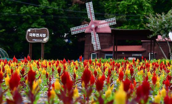 노랑, 빨강 자태뽐내는 맨드라미