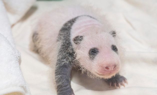 에버랜드, 생후 3주 '막둥이' 아기 판다 사진 공개