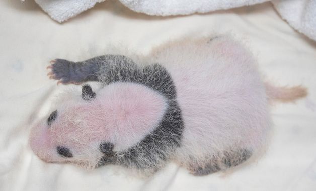 에버랜드, 생후 3주 '막둥이' 아기 판다 사진 공개