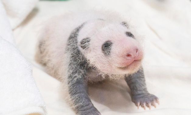 에버랜드, 생후 3주 '막둥이' 아기 판다 사진 공개