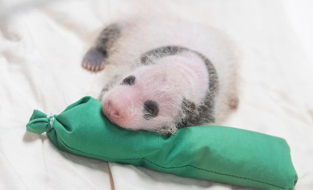 에버랜드, 생후 3주 '막둥이' 아기 판다 사진 공개