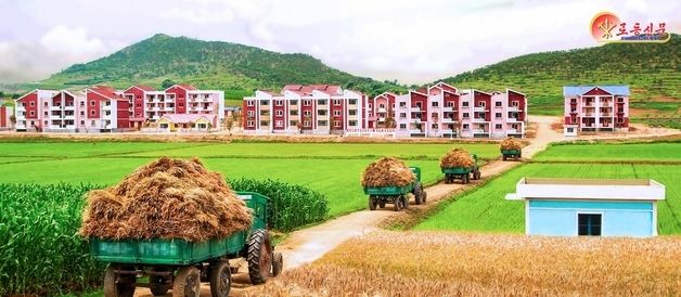 北 황해남도, 밀·보리 수확 '총력전'