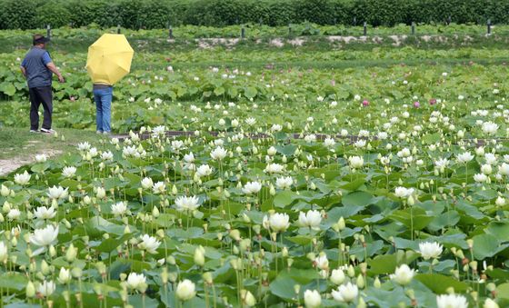 경주 동궁과 월지 연꽃 구경오세요