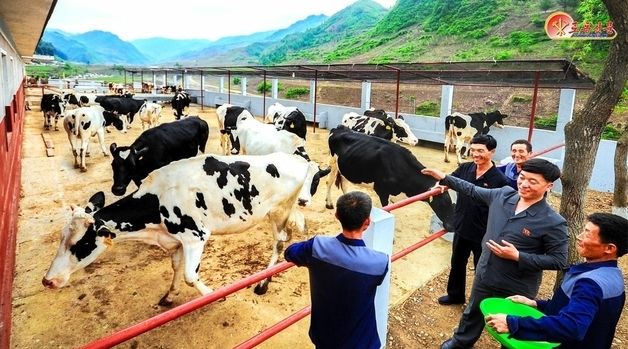 北 장강군, 과학기술적 '우량 품종' 젖소 사양관리 조명